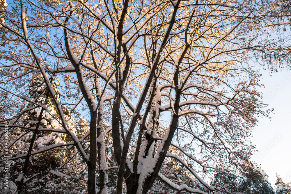a beautiful old maple tree against the blue winter sky.the branches of a maple tree covered with a thick layer of snow and frost