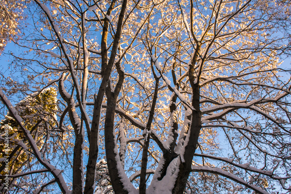 a beautiful old maple tree against the blue winter sky.the branches of a maple tree covered with a thick layer of snow and frost a beautiful old maple tree against the blue winter sky.the branches of a maple tree covered with a thick layer of snow and frost