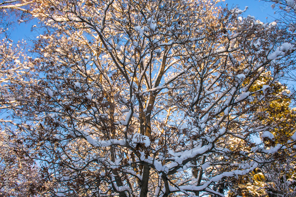 a beautiful old maple tree against the blue winter sky.the branches of a maple tree covered with a thick layer of snow and frost a beautiful old maple tree against the blue winter sky.the branches of a maple tree covered with a thick layer of snow and frost