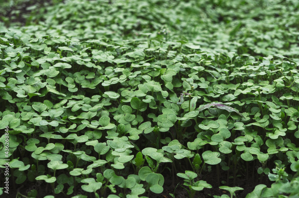 Mustard growing. Fresh green grass. Microgreens, organic. Mustard growing. Fresh green grass. Microgreens, organic.