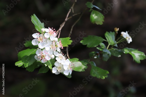 Crataegus laevigata - thorny shrub with white flowers. Close-up of white flowers of a wild shrub. Midland Hawthorn.