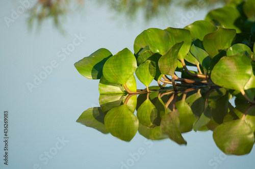 Folhas de aguapé em detalhe com reflexo na água e luz do final do dia photo