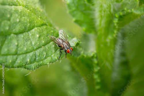 This fly is a garden variety Housefly sitting on a tomato leaf.  © Sylvia