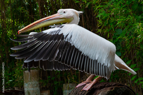 Pelican with outstretched wings. Fisher bird. Large bird. Wild bird photo