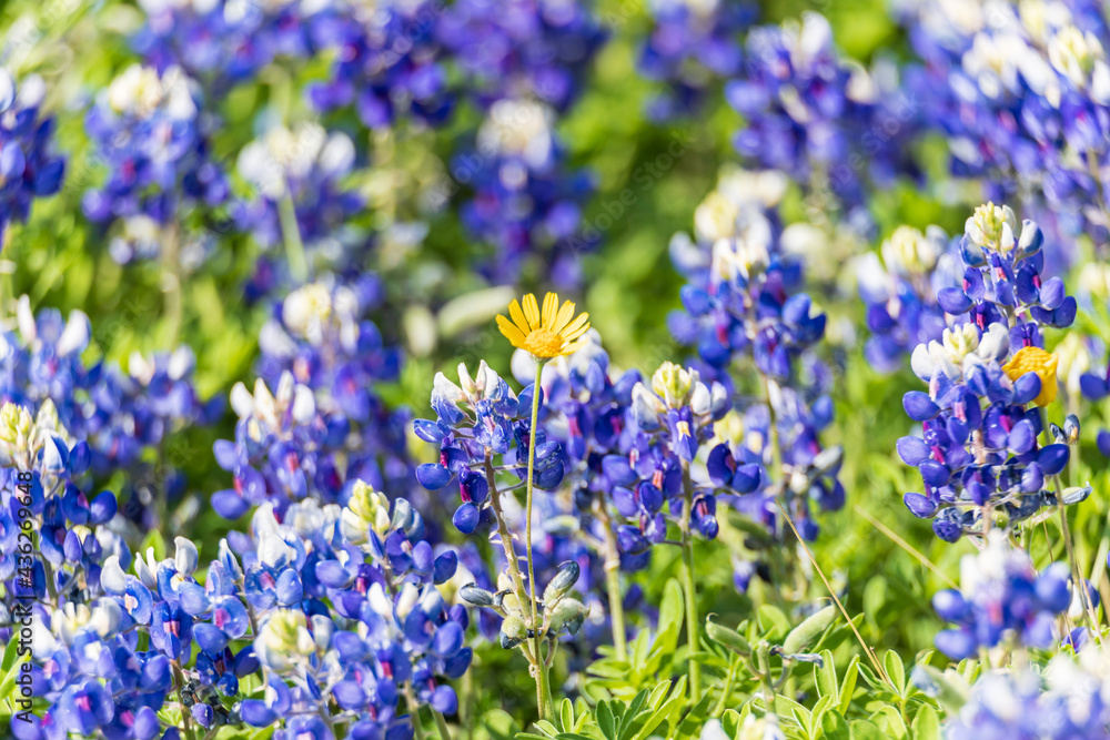 Obraz premium Bluebonnet wildflowers in the Texas hill country.