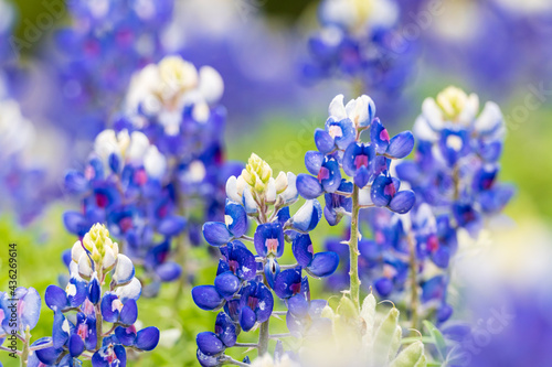 Bluebonnet wildflowers in the Texas hill country. photo