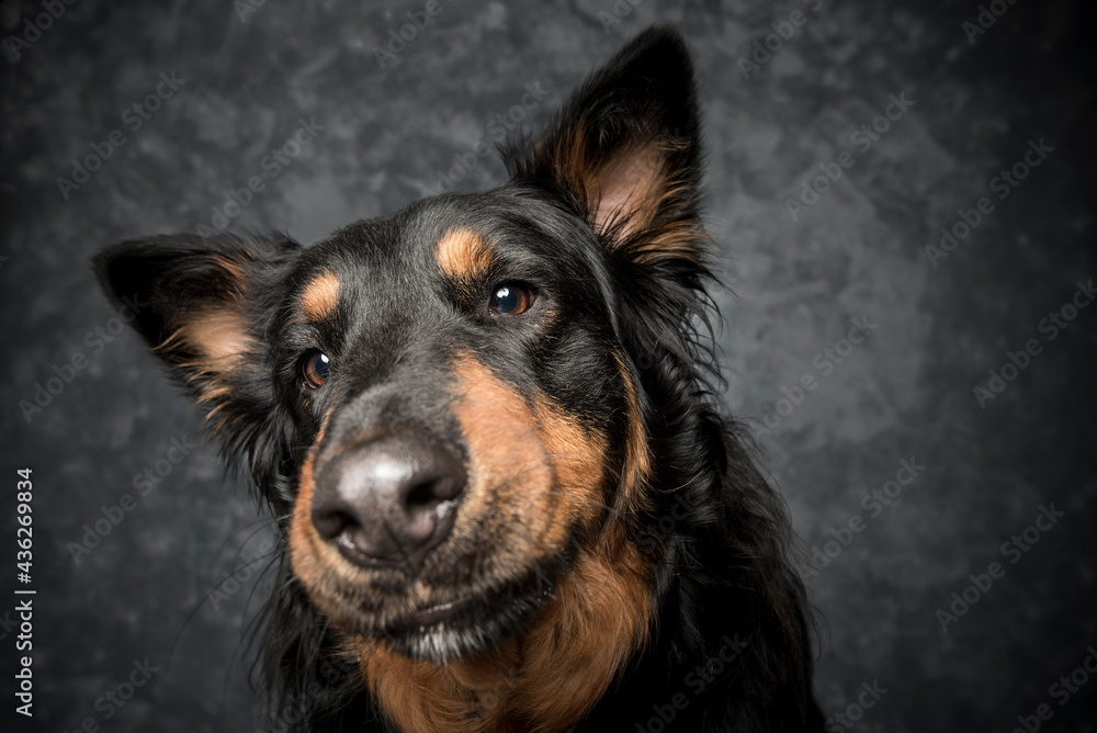 Fototapeta premium Fotografia de perro en estudio