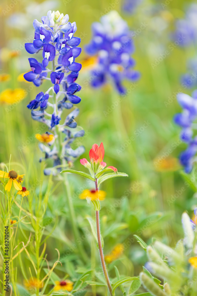 Obraz premium Bluebonnet and other wildflowers in the Texas hill country.