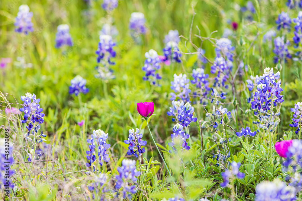 Naklejka premium Bluebonnet and Winecup wildflowers in the Texas hill country.