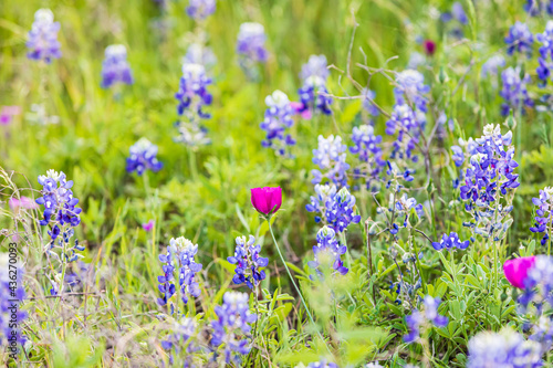 Bluebonnet and Winecup wildflowers in the Texas hill country.