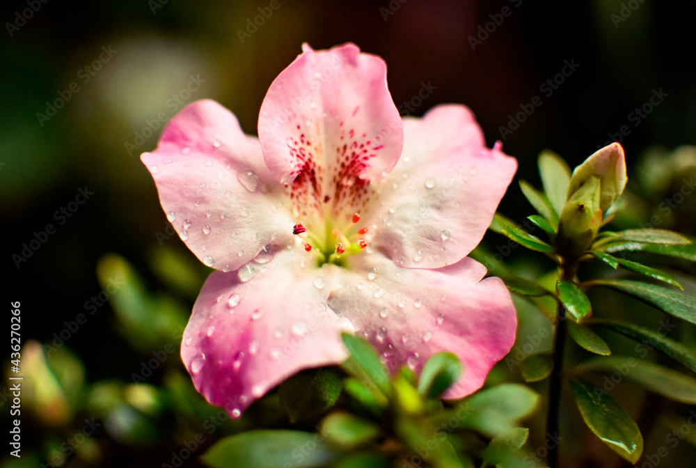 flor flor