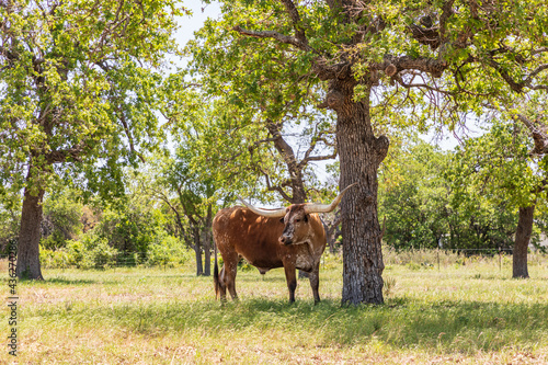 Longhorn cattle in the Texas hill country. © Emily_M_Wilson