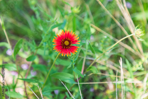Indian Blanket wildflower in the Texas hill country.