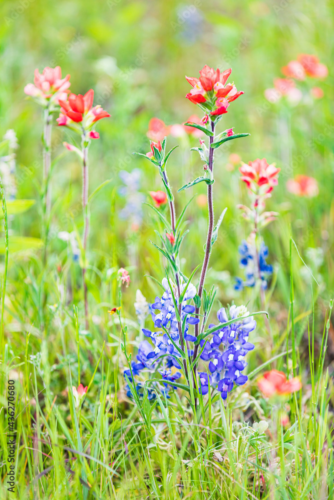 Indian Paintbrush and Bluebonnet wildflowers in the Texas hill country. Indian Paintbrush and Bluebonnet wildflowers in the Texas hill country.