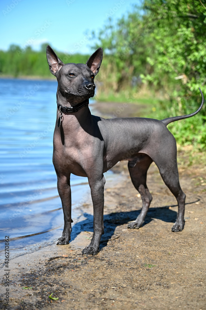 Xoloitzcuintle Mexican Hairless Dog with black collar portrait standing on sandy beach against blue lake background Stock Foto Adobe Stock