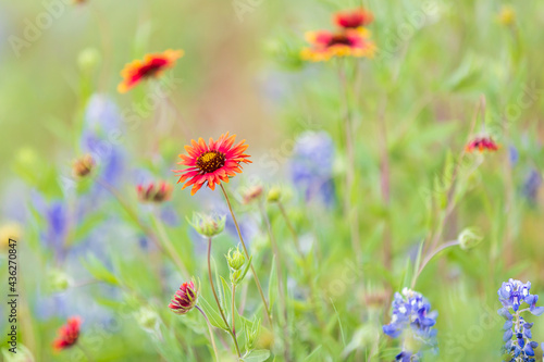 Indian Blanket and Bluebonnet wildflowers in the Texas hill country.