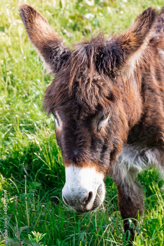 Close-up of a brown donkey in the green meadows of Asturias.The photo was taken using a mixture of natural and artificial light.The photo is taken in vertical format. photo