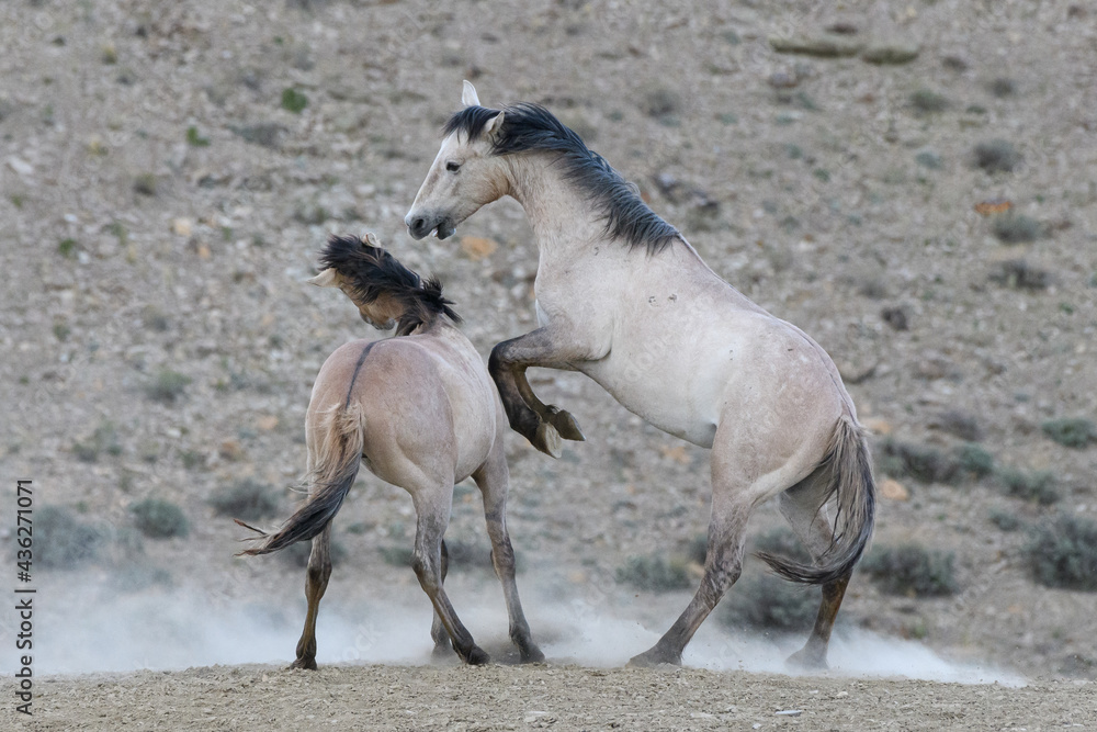 Obraz premium Wild Mustang Horses in Colorado