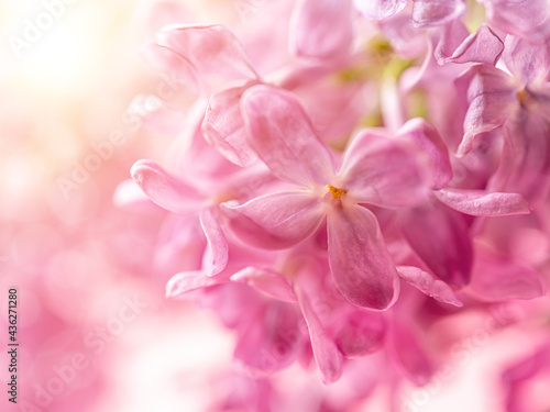 Pink lilac flowers close-up on a bright sunny day. Fragrant lilac blossom macro for greeting card template. Delicate romantic floral background with copy space. Spring postcard mockup. © Maryia