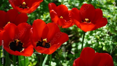 Red tulips in the garden