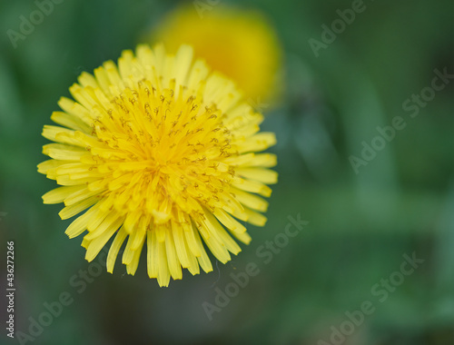 one yellow dandelion growing in the meadow