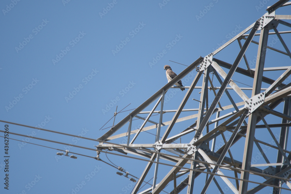 Circaetus gallicus, short-toed eagle, perched on a power tower. Threat of electrocution to birds. Circaetus gallicus, short-toed eagle, perched on a power tower. Threat of electrocution to birds.