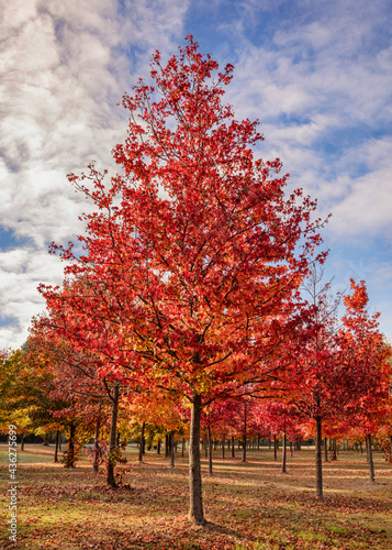 An avenue of Liquid Amber trees with their beautiful autumn colours - Victoria, Australia
