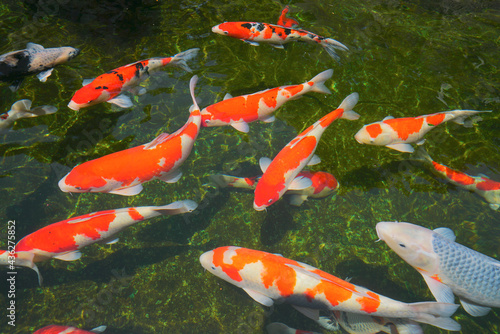 Beautiful Koi Fish Swimming in a pond, Ojiya City, Niigata Pref. Japan photo