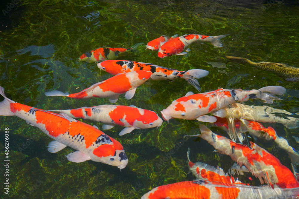 Beautiful Koi Fish Swimming in a pond, Ojiya City, Niigata Pref. Japan ...