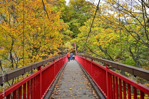 ちょうど見頃の黄葉に囲まれた赤い吊橋の情景＠定山渓、北海道