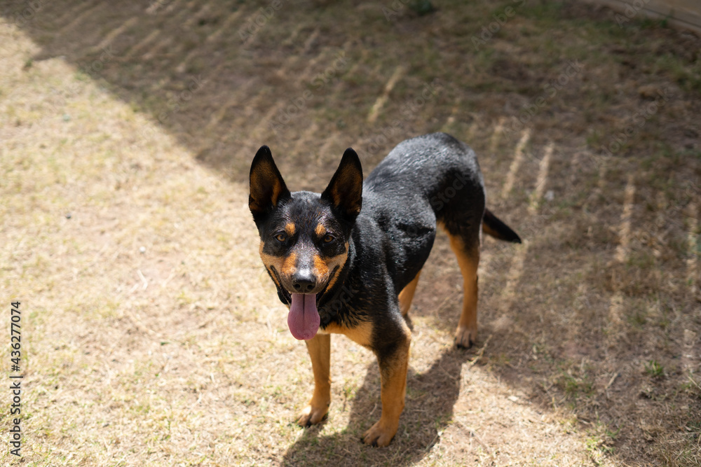cattle dogs kelpies