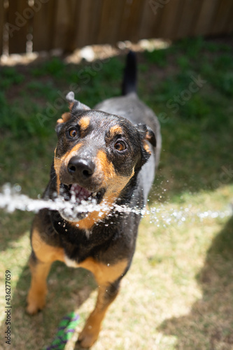 cattle dogs kelpies