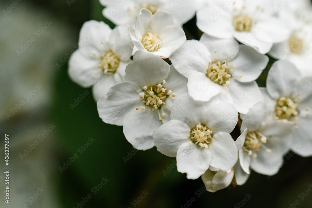A flowering branch of Cantonese spirea in nature. A flowering branch of Cantonese spirea in nature.