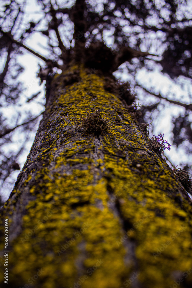 tronco de arbol tronco de arbol