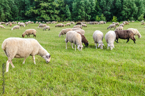 Sheeps on a meadow