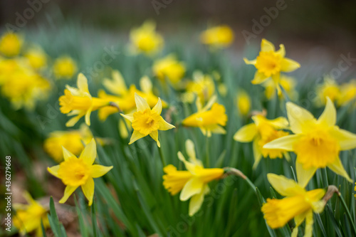 Yellow Flowers © Langley