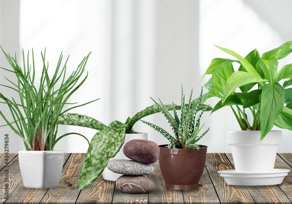 Fototapeta premium Plant.