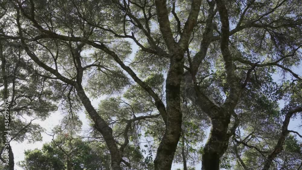 Looking up at large oak trees blowing in the wind Looking up at large oak trees blowing in the wind