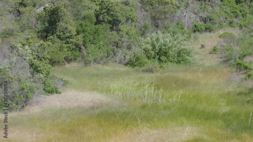 Meadow grasses blowing in the wind Meadow grasses blowing in the wind