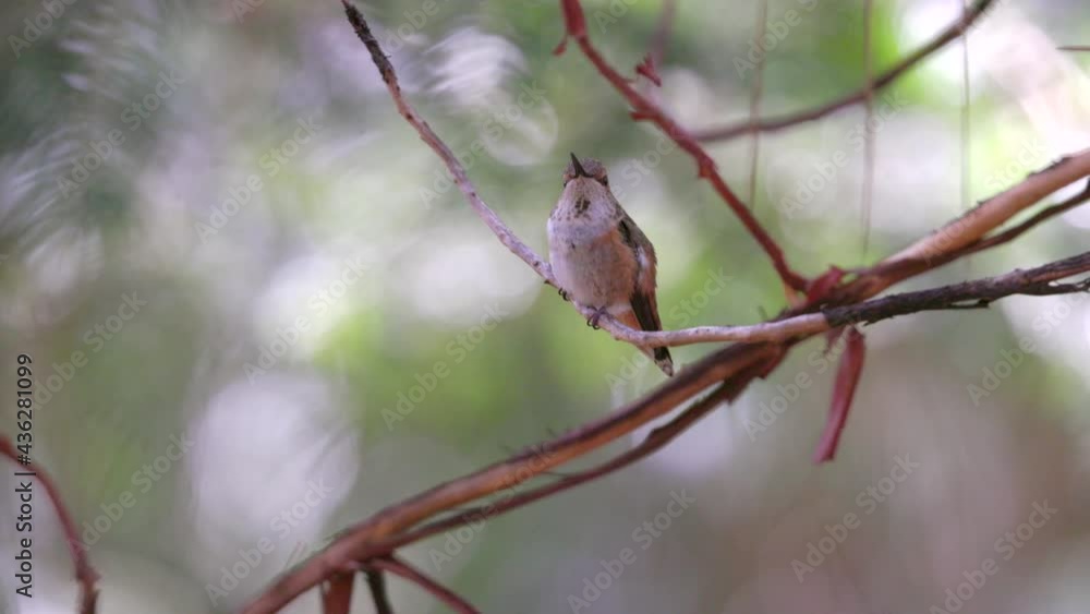 Beautiful female hummingbird perched on a small branch in the Oregon forest Beautiful female hummingbird perched on a small branch in the Oregon forest