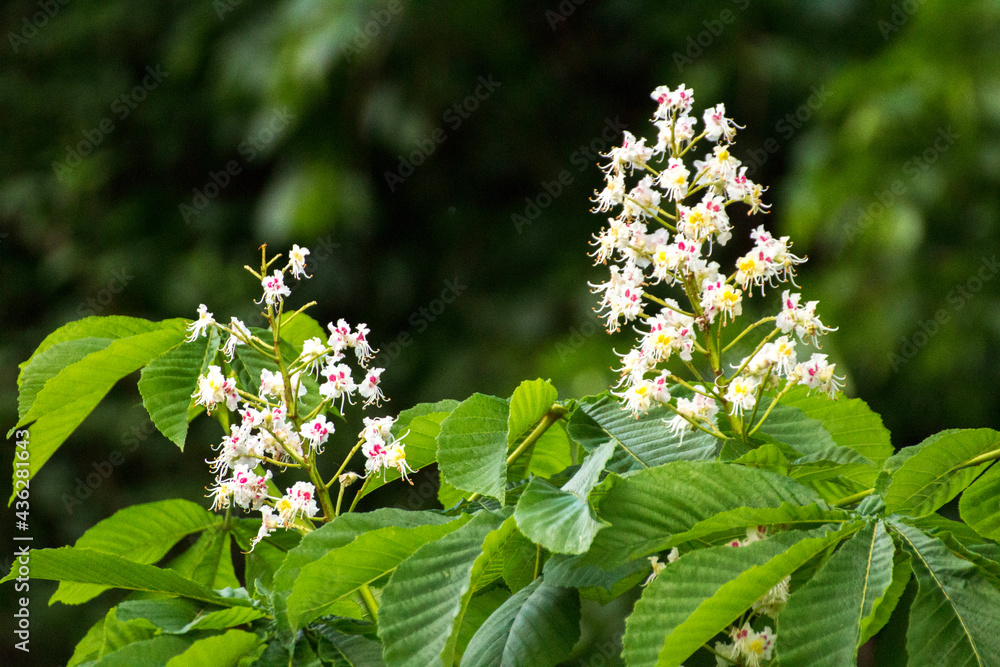 white chestnut flowers among green leaves