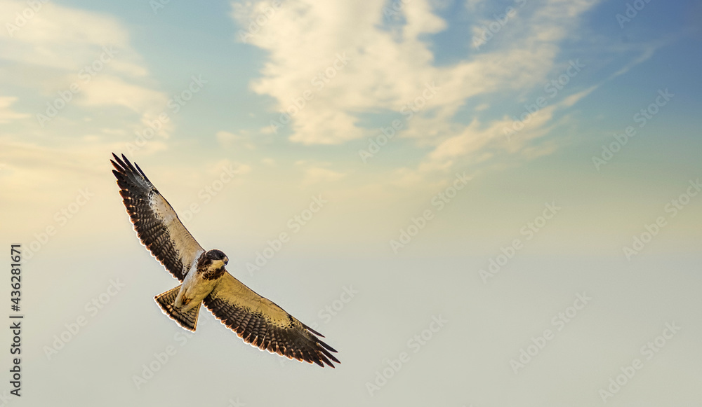 Fototapeta premium Male Swainson's Hawk Buteo Swainsoni in Soaring Flight