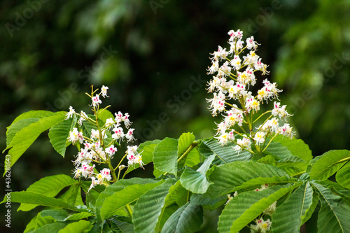 białe kwiaty kasztanowca wśród zielonych liści