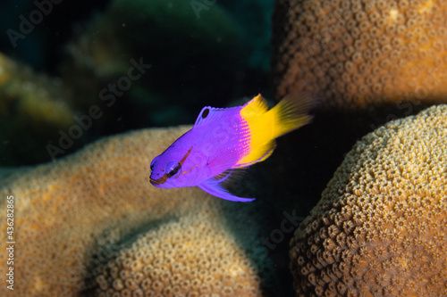 Fairy Basslet on Caribbean Coral Reef