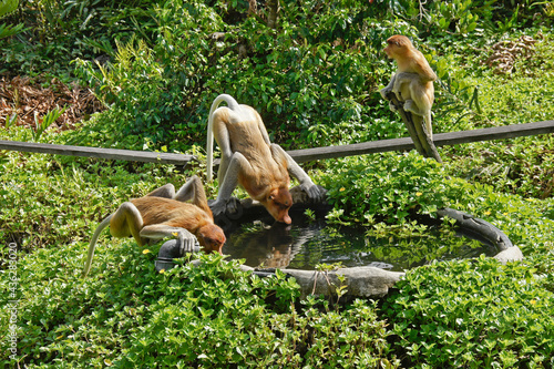 Photography Proboscis (long-nosed) monkeys drinking from pool, Labuk Bay Proboscis Monkey Sa