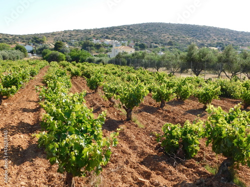 Fotografie A vineyard in the spring, in Attica, Greece