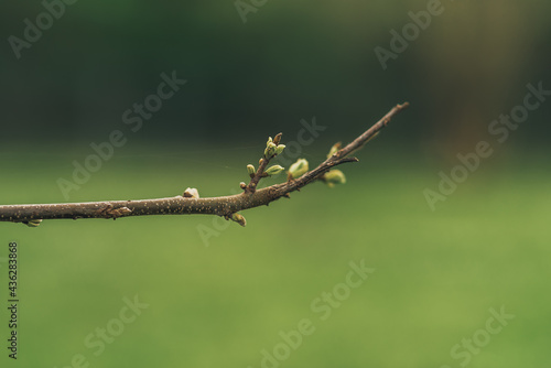 Leaves on branch