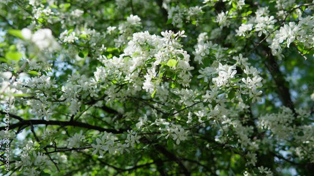 White apple blossoms on a tree. selective focus spring season. White apple blossoms on a tree. selective focus spring season.