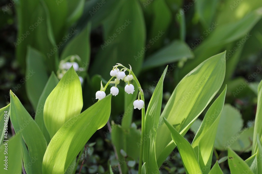 Obraz premium すずらん