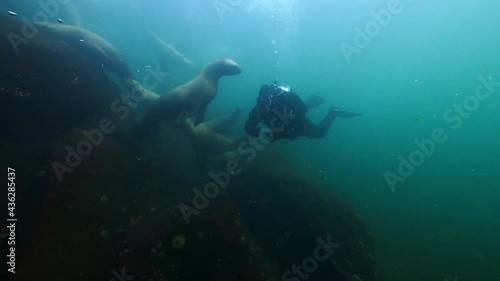 Wallpaper Mural Close-Up Lockdown Shot Of Scuba Diver And Seals In Deep Ocean - British Columbia, Canada Torontodigital.ca